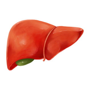 간암을 나타내는 그래픽 이미지