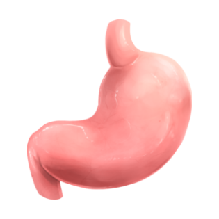 급만성위염을 나타내는 그래픽 이미지